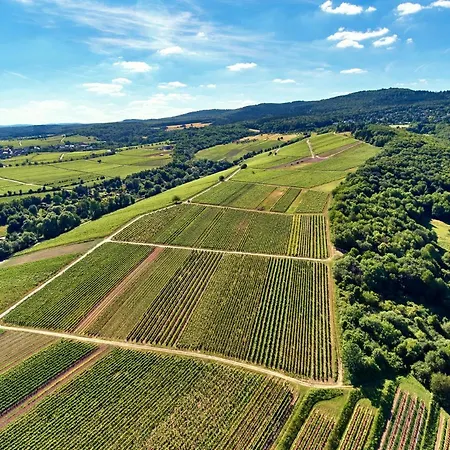 Balthasar Ress Am Rebhang Im Rheingau בית נופש